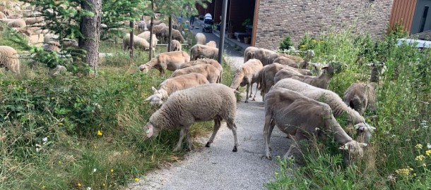 bouwen in de natuur